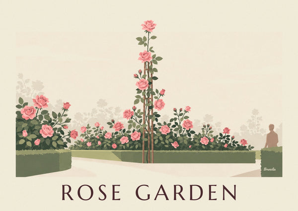 Affiche rosier grimpant en gravure botanique