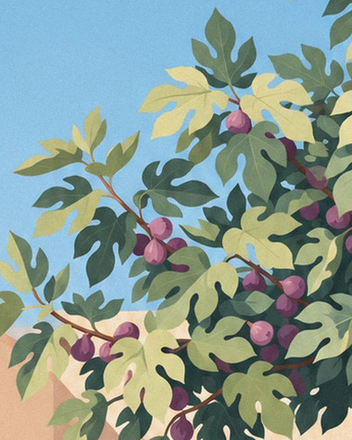 A fig branch laden with purple figs, its light green leaves against the sky