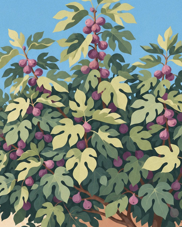 The fig tree's dense foliage and purple figs, against a blue sky