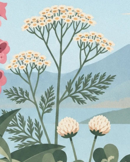 Les bouquets de petites fleurs blanches au cœur doré et le feuillage découpé
