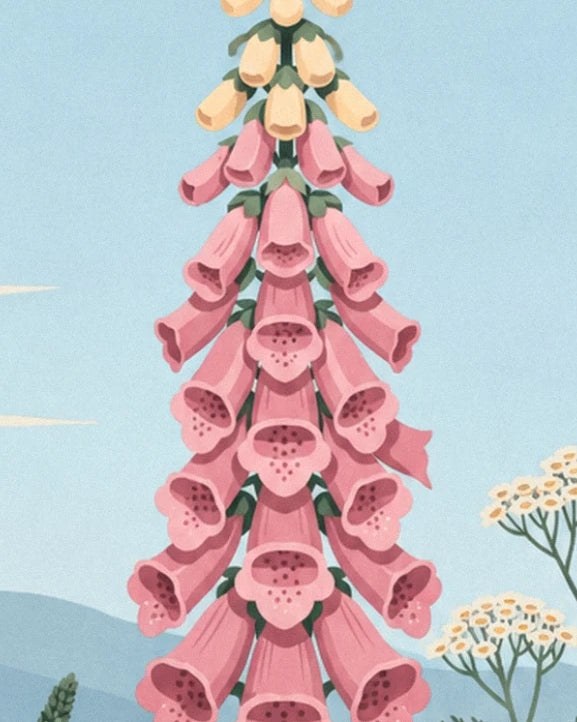 Les clochettes roses de la digitale, aux corolles ponctuées de pourpre