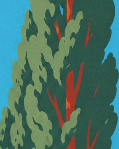 Les arbres au feuillage vert dense et aux troncs rouges sur fond de ciel bleu