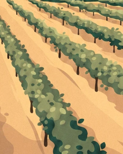 Rows of vines with green foliage on the vineyard’s golden soil
