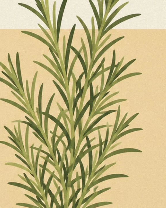 The rosemary sprigs with long, narrow leaves against a cream background