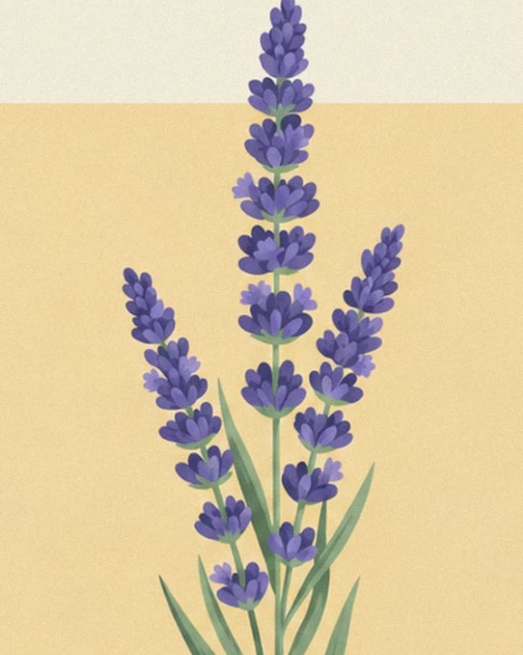 Les épis violets et les feuilles vertes effilées de la lavande sur fond jaune pâle