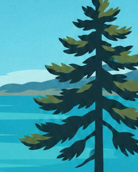 A pine with dark green needles in front of the sea and a distant coast