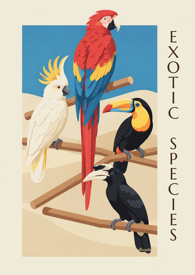 Poster ornithologische Klassifikation exotischer Vögel: das ganze Poster